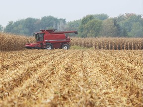 (file) Farmer Leonard Mailloux harvests corn in a field near Amherstburg on Oct. 3, 2013.