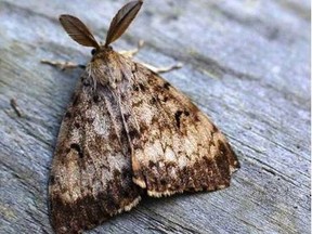 A male Gypsy moth.