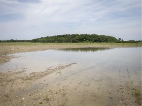 A flooded field on South Malden Rd. is pictured Wednesday, June 19, 2019.