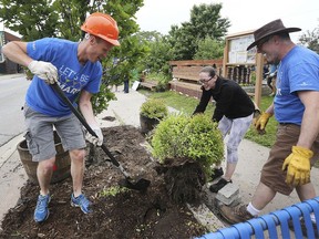 More than 250 Hiram Walker employees donated their time on Thursday, June 6, 2019, to spruce up Ford City in Windsor. Work included planting in the community garden on Drouillard Rd., alley clean-up, painting and other general beautification. Don Livermore, left, Jenn Cahill and Ken Mellor work on a flower bed during the event.