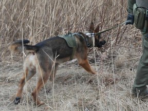 Essex County OPP K-9 Maximus at work in Tecumseh on March 20, 2019.