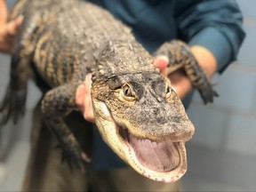 An American alligator measuring over five feet long, captured in a Chicago lagoon after eluding officials for nearly a week, is shown in Chicago, Illinois, U.S., July 16, 2019. (City of Chicago/Handout via REUTERS)