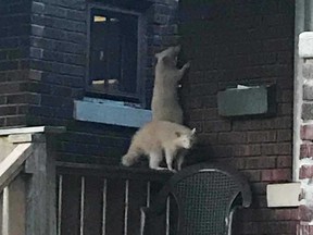 A pair of albino raccoons go about their business in the 1500 block of Church Street in central Windsor during a weekend night in late July 2019.
