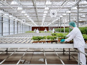 Grow technicians bring plants into the propagation and mothering room at the CannTrust Holdings Inc. cannabis production facility in Fenwick, Ont., on Monday, Oct. 15, 2018.