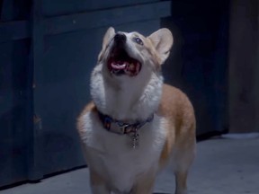 Stewart as Cheddar in "Brooklyn Nine-Nine."