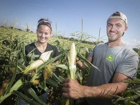 Troy Fetherston and Kay Laforet, left, employees at Lafferty's Sweet Corn, are pictured in the field as corn harvest begins, Wednesday, July 17, 2019.