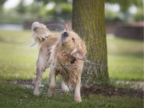 Health authorities warn pet owners to keep their critters well-hydrated and cool during heat advisories. Here, Remington, a golden retriever, shakes off the water after playing fetch with owner, Nick Obermok, at the dock at Gil Maure Park in LaSalle on July 4, 2019.