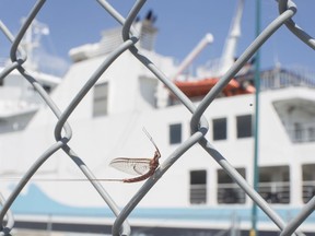 A fish fly rests on the fence in front of the Pelee Islander II that sits docked at the Leamington Terminal due to fish flies in the engine water cooling system, Monday, July 1, 2019.