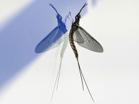 Seasonal nuisance, but also a symbol of healthier Great Lakes. A fish fly is shown in Windsor on July 8, 2019.