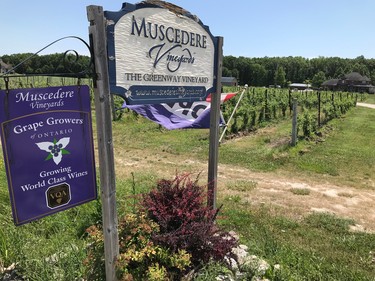 Muscedere Vineyards, located at 7457 County Road, has long had a strong reputation for its wine. Now, it is also gaining a following for its wood-fired pizzas.