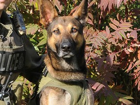 Essex County OPP canine member Maximus in an image provided by police.