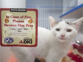 Squirrel, a three-month-old kitten at the Windsor/Essex County Humane Society, is pictured next to a decal to help first responders know that pets are inside, Tuesday, July 16, 2019.  The decals can be picked up at the Windsor/Essex Humane Society, Tecumseh Fire Station, and Parker DKI, who printed the decals.