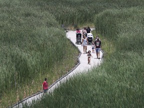 Marsh under threat. Ottawa is investing $2 million in marshland restorative efforts at Point Pelee National Park. Shown here on July 10, 2019, is a portion of the boardwalk that allows visitors to venture into the marsh area.