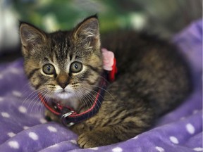 Sally, a kitten recently adopted at the Windsor/Essex County Humane Society, is shown on July 24, 2019. The eight-week-old kitten has no function of her back legs.