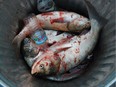 Asian carp shot out of the air with bows and arrows lay in a boat's garbage bin on the Illinois River in Peoria, Illinois on June 19, 2012.  Asian silver carp jump as high as 10 feet in the air when spooked by a boat motor or other disturbances in the water. The fast-breeding and voracious fish -- often called aquatic vacuum cleaners -- have wiped out native species and put a major dent in recreational fishing and boating on lakes and rivers across the central United States.  AFP PHOTO/MIRA OBERMAN