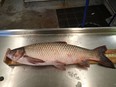 A grass carp caught by a commercial fisherman in the western basin of Lake Erie is pictured at the Ministry of Natural Resources office in Wheatley, Ont. in this handout photo from 2016.