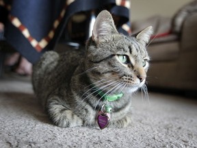A kitty with a tail to tell. Henry the cat sits in his Windsor apartment on Aug. 9, 2019. Henry was first discovered at Henry Ford Hospital in Detroit with a gunshot wound to his tail. The Windsor parents of one of the hospital's nurses has since adopted the healed cat.