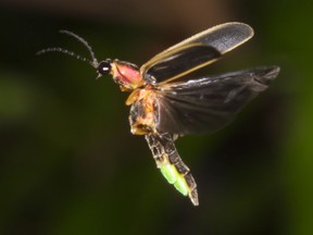 Eastern firefly (Photinus pyralis) flying (Georgia, USA).