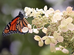 A monarch butterfly is shown in Angela Fitzpatrick's garden in the 700 block of Church Avenue in Windsor, ON. on Tuesday, August 27, 2019. Her extensive garden is next to her house is along the edge of city-owned vacant lot that will become part of remade Bruce Avenue Park. Most of her plants are being removed by the city, she says.