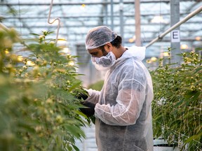 A worker at a Canopy Growth facility in Aldergrove, B.C. Constellation Brands has a nearly 56 per cent stake in Canopy.