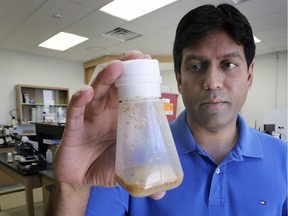 Jeffrey Dason, an assistant professor at the University of Windsor's department of biological science, displays fruit fly larvae on Thursday, August 29, 2019.