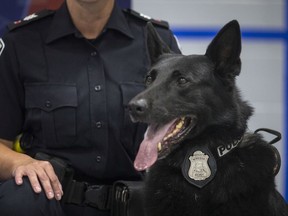 Windsor Police Service dog Rony, is pictured with his handler, Sgt. Patti Pastorius, as Rony's retirement  is announced at the Major F.A. Tilston Armoury and Police Training Centre, Monday, August 19, 2019.