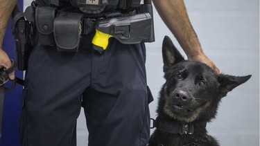 Rolex the police dog