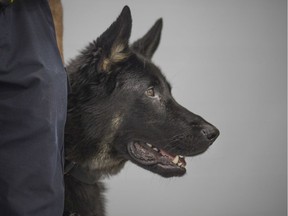 Police service dog, Rolex, pictured with his handler, Constable Marc Tremblay, as Rolex is introduced as the newest service dog to join  the force at the Major FA Tilston Armoury and Police Training Centre, Aug. 19, 2019.