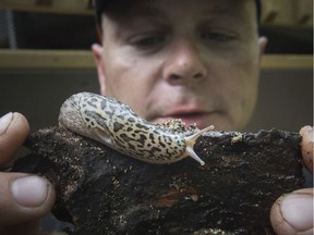 Peter Bernauer holds a large slug he found in his garden over the weekend, Tuesday, August 20, 2019.