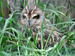 A short-eared owl. One of the rare native creatures which now have a new protected home in Essex County.
