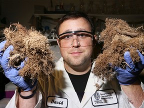 University of Windsor PhD Chemistry and Biochemistry student David Ure with greenhouse tomato roots which he used to filter out phosphate in experiments.