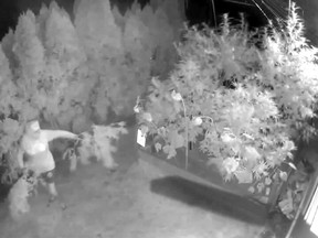 Screen grab from a security camera shows a thief making off with cannabis plants.