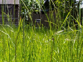 Overgrown grass in a domestic garden.