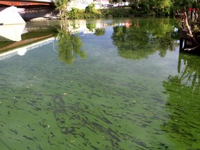 An algae bloom was visible at the mouth of McGregor Creek and the Thames River near the Fifth Street Bridge in Chatham, Ont. on Tuesday September 24, 2019. (Ellwood Shreve/Chatham Daily News)