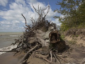 AMHERSTBURG, ONT:. SEPTEMBER 14 - Significant shoreline erosion can be seen at Holiday Beach Conservation Area, Saturday, September 14, 2019.  Possible funding cuts to the Essex Region Conservation Authority will hurt shoreline restoration efforts.