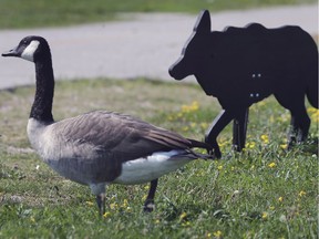 A Canada goose stands by a wolf silhouette on Windsor's riverfront on Sept. 11, 2019. The canine-shaped cutouts have been set out by the City of Windsor parks department to scare off geese.