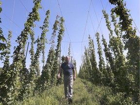 Walking among giants. Andrew Boudry is dwarfed between rows of towering hop plants at his Kingsville farm on Thursday, Sept. 5, 2019. He and his family started RedMan Hops Company in 2014.