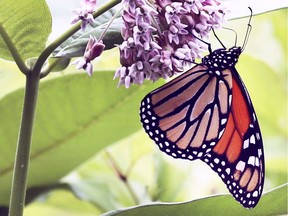 A monarch butterfly enjoys the day at Point Pelee National Park on July 10, 2019.