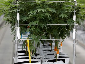 Cannabis plants inside a Tilray hothouse in Portugal.