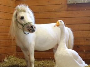 Waffles the miniature horse and Hemingway the goose were rescued from unsanitary conditions at a Pennsylvania farm this summer.