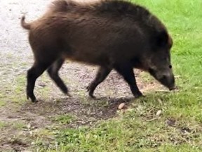 This photo of a wild pig was reportedly taken north of Waterford a week ago and posted on social media. The photo has also been posted to a website dedicated to mapping wild and feral pig sightings in Ontario.