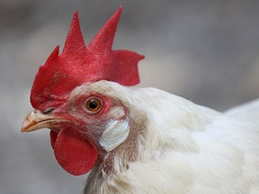 A chicken is shown at a home on Hall Ave in Windsor.