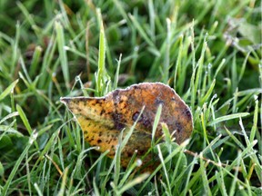 In this file photo from 2016, frost coats a leaf nestled in the grass as the sun begins to rise  in Grande Prairie, Alta.