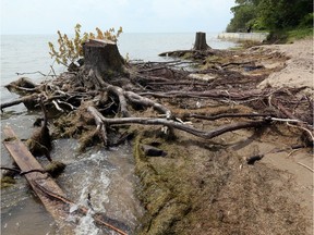Tree stumps and exposed roots are a vivid reminder of the devastation of sand and beachfront at Holiday Beach Conservation Area on Lake Erie. High lake levels have caused widespread erosion of area shorelines and beachfronts.