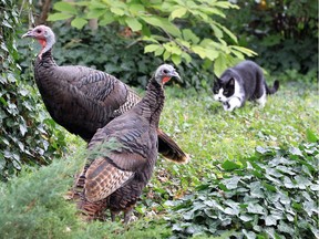 Happy Thanksgiving! A pair of wild turkeys that wandered into Walkerville drew the attention of an urban neighbourhood cat while resting in a bed of ivy in a Chilver Road yard on Friday, Oct. 11, 2019, just days from a holiday when many Canadians sit down to a holiday turkey meal. These turkeys had no problem extricating themselves from this situation.