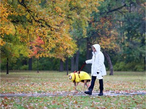 Bev Pettenaude and Lexi, the 10 year old Greyhound rescue dog, take a walk around Memorial Park Wednesday.  Lexi's rain coat fit right in with the autumn colours.