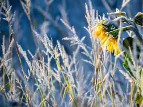 Hoarfrost is seen on a faded sunflower on a sunny early morning in Pokrent, northern Germany, on October 7, 2019. (Photo by Jens Büttner / dpa / AFP) / Germany OUT