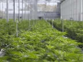 Rows of greenhouse cannabis plants are pictured at Aphria Inc., in Leamington, on Oct. 23, 2019.