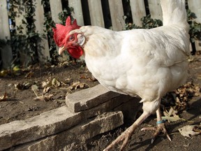 A chicken is shown in an illegal Windsor chicken coop in 2010.