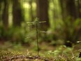 A two-year-old Grand Fir sapling stands about 20 centimetres tall among Douglas-Fir and Western Redcedar trees at Francis/King Regional Park in Saanich, B.C., Thursday, May 26, 2016. Scientists say they have written the family tree for the tree of life. After nine years of work, researchers from around the world and several Canadian universities say they analyzed the genetics of 1,100 plant species, from algae to elm trees.